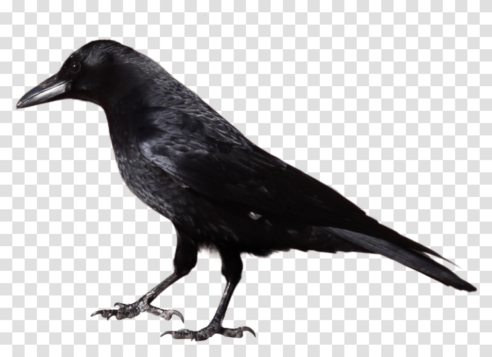 Black Crow Standing Image Crow Black And White, Bird, Animal, Blackbird, Agelaius Transparent Png