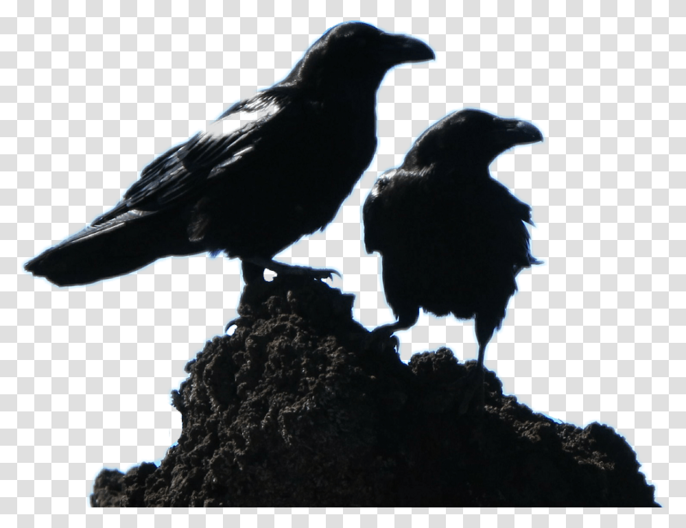 Black Crows, Bird, Animal, Blackbird, Agelaius Transparent Png
