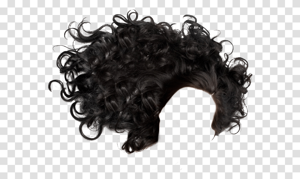 Black Curly Hair, Cow, Cattle, Mammal, Animal Transparent Png
