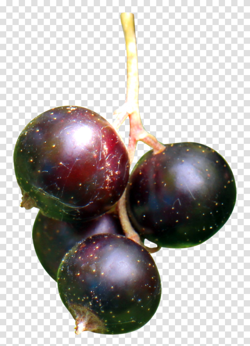 Black Currant Berries Image, Fruit, Plant, Food, Plum Transparent Png