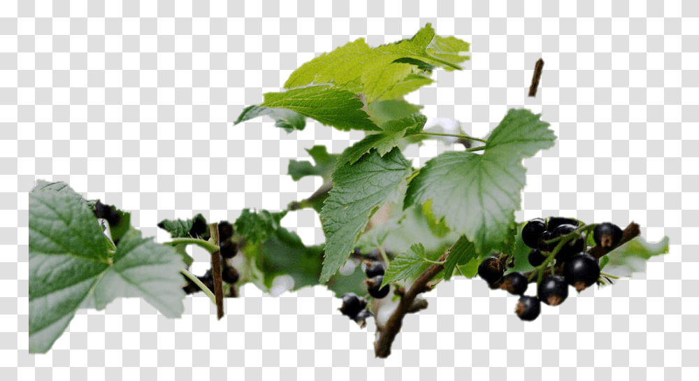Black Currant Image Background Grape, Plant, Food, Leaf, Vine Transparent Png