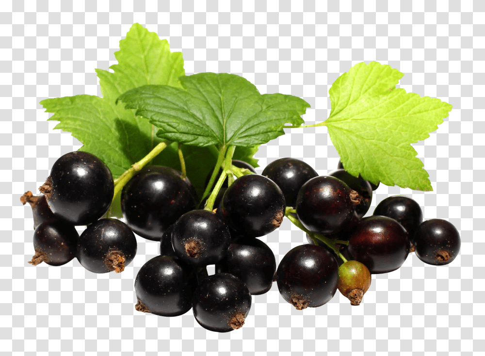 Black Currant Image, Fruit, Plant, Food, Blueberry Transparent Png