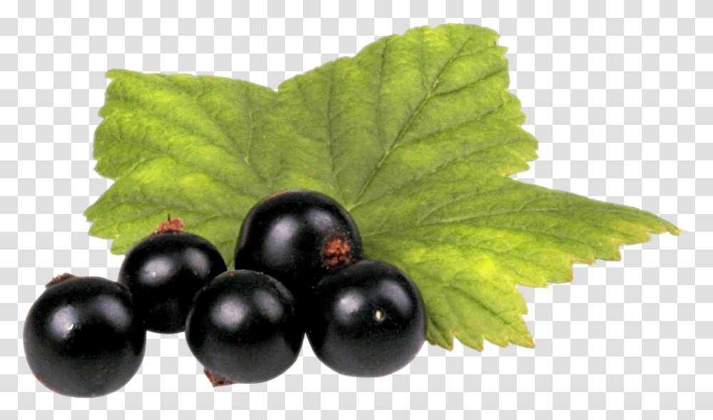 Black Currant, Plant, Leaf, Fruit, Food Transparent Png