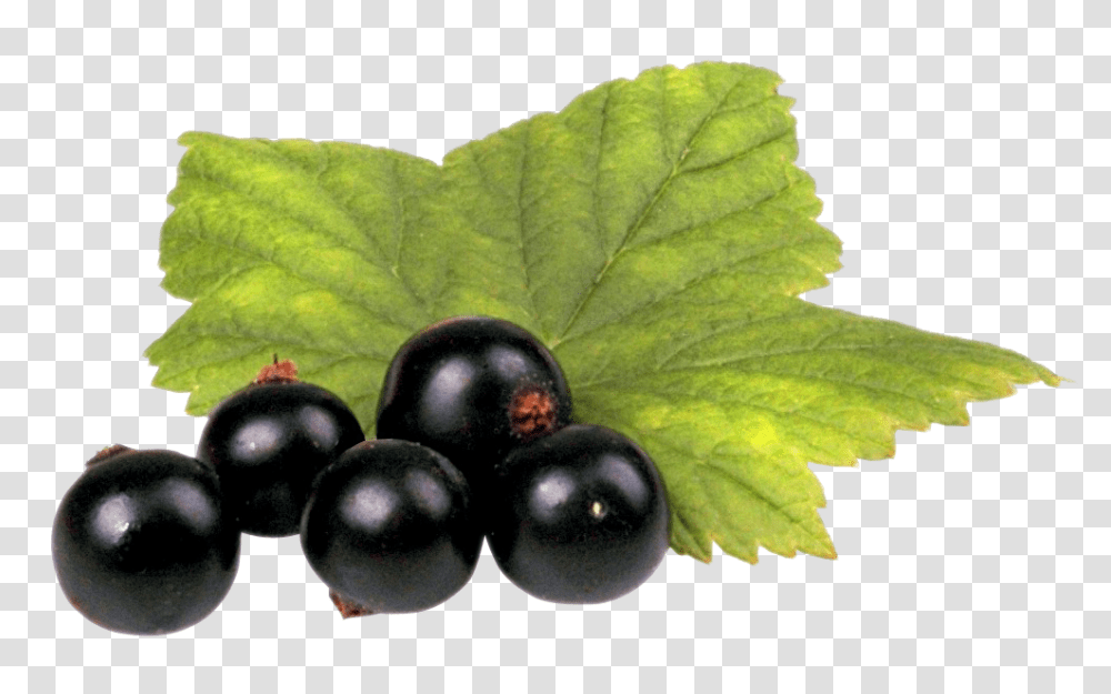 Black Currant With Leaf Image, Fruit, Plant, Food, Blueberry Transparent Png