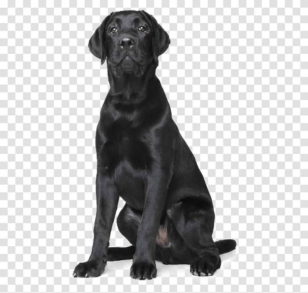 Black Dog Clipart All Black Dog Background, Labrador Retriever, Pet, Canine, Animal Transparent Png