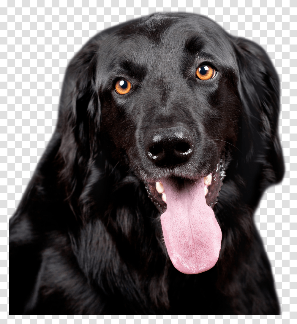 Black Dog Image Black Dog, Pet, Canine, Animal, Mammal Transparent Png
