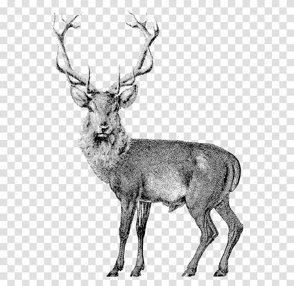 Black Elk Wine Red Deer Vector, Wildlife, Mammal, Animal, Antelope Transparent Png