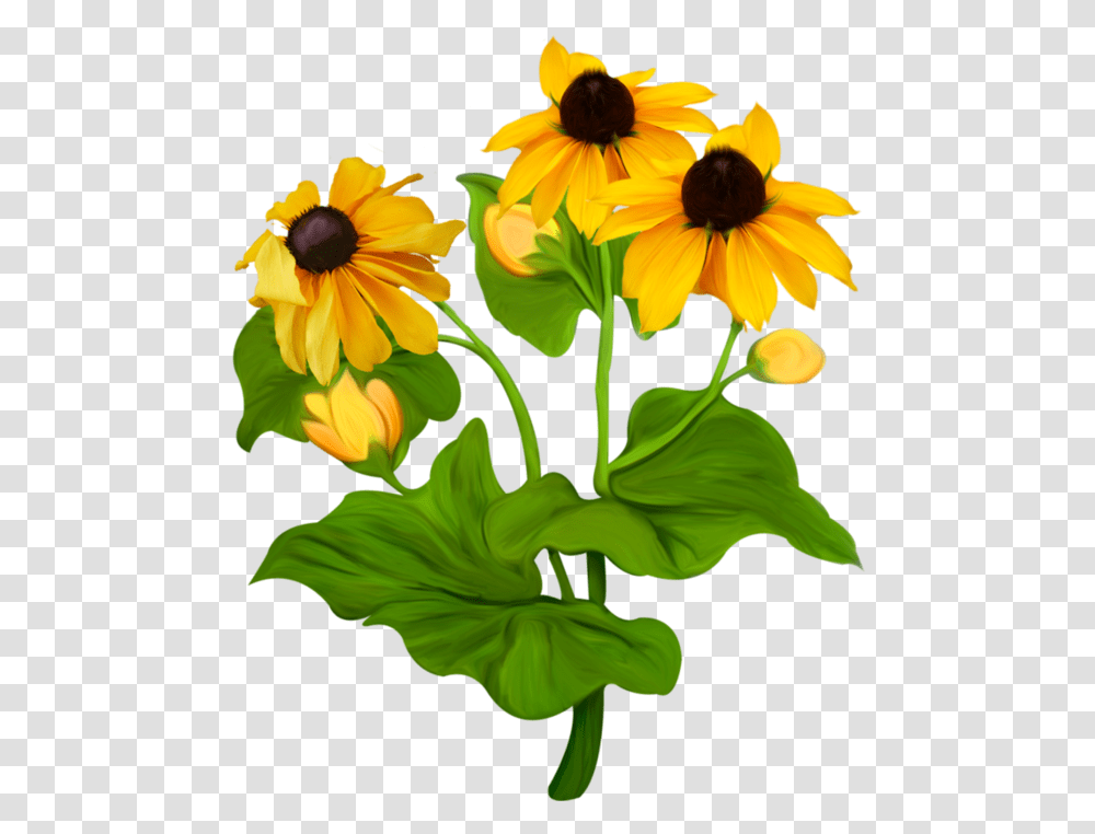Black Eyed Susan Black Eyed Susan Flowers Clipart, Plant, Blossom, Daisy, Petal Transparent Png