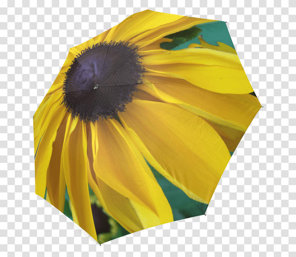 Black Eyed Susan Clipart Sunflower, Plant, Blossom, Umbrella, Canopy Transparent Png