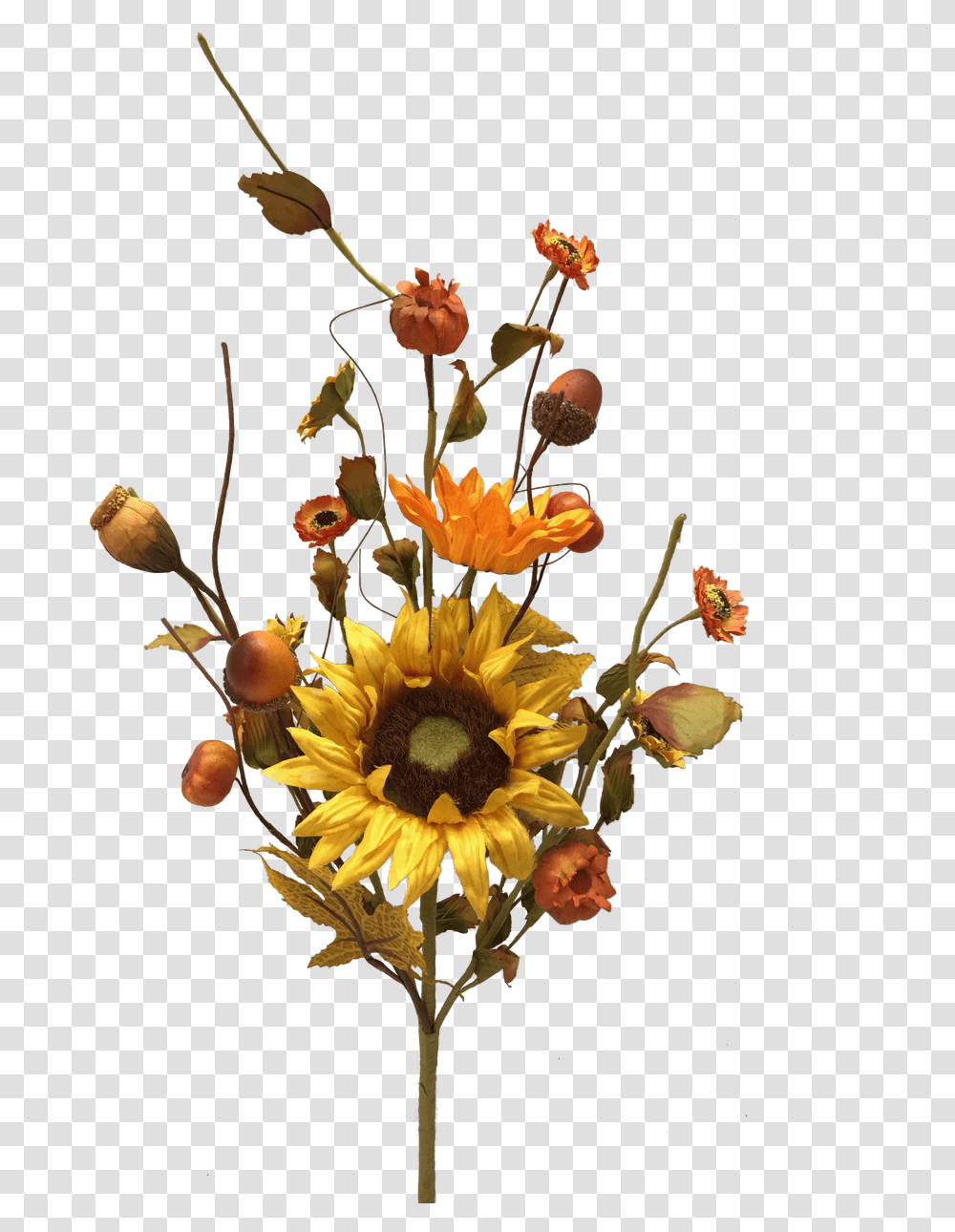 Black Eyed Susan, Plant, Flower, Blossom, Flower Arrangement Transparent Png