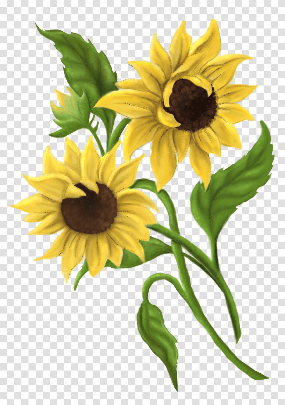 Black Eyed Susan, Plant, Flower, Blossom, Sunflower Transparent Png