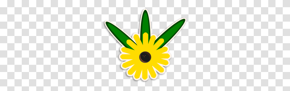 Black Eyed Susan, Plant, Flower, Daisy, Petal Transparent Png