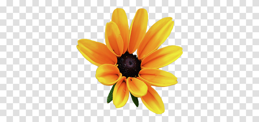 Black Eyed Susan, Plant, Petal, Flower, Blossom Transparent Png