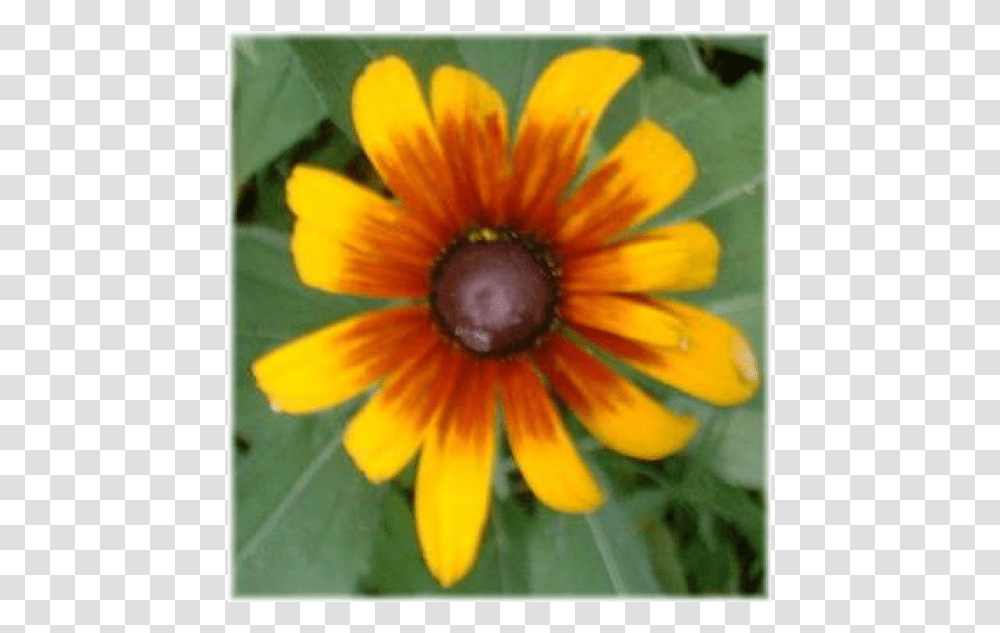 Black Eyed Susan Type Flower, Plant, Petal, Anther, Asteraceae Transparent Png