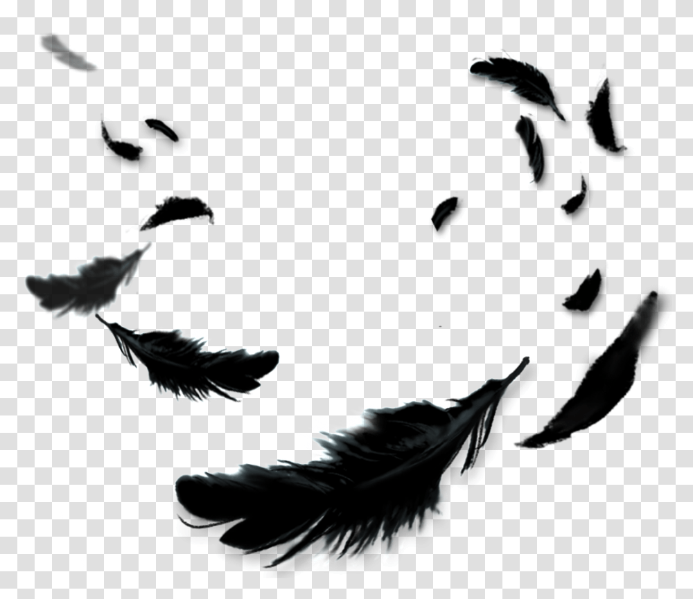 Black Feather Cartoon Free Download Vector, Poster, Advertisement Transparent Png