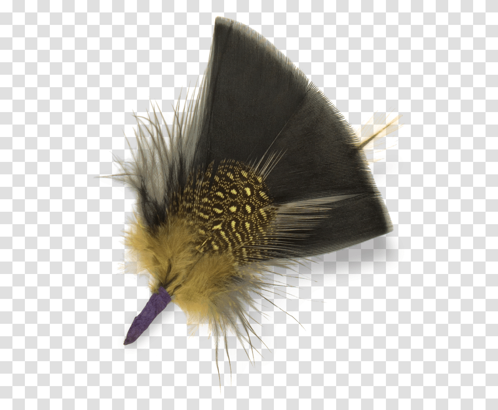 Black Feather Dandelion, Bird, Animal, Fish, Sea Life Transparent Png