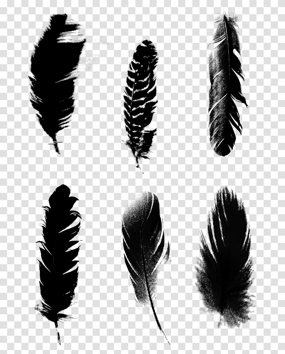 Black Feathers Commercial Minimalist Psd Vector Feather, Leaf, Plant, Silhouette, Person Transparent Png