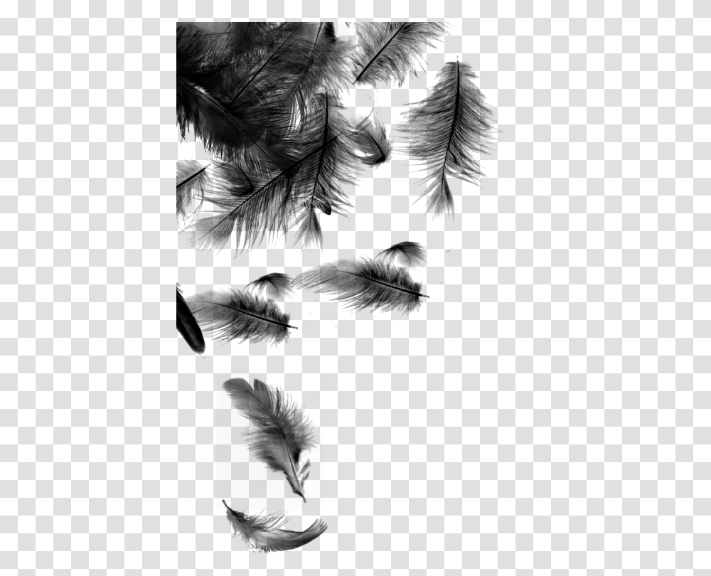 Black Feathers Falling Download Falling Feathers Background Black Feather, Gray, World Of Warcraft Transparent Png