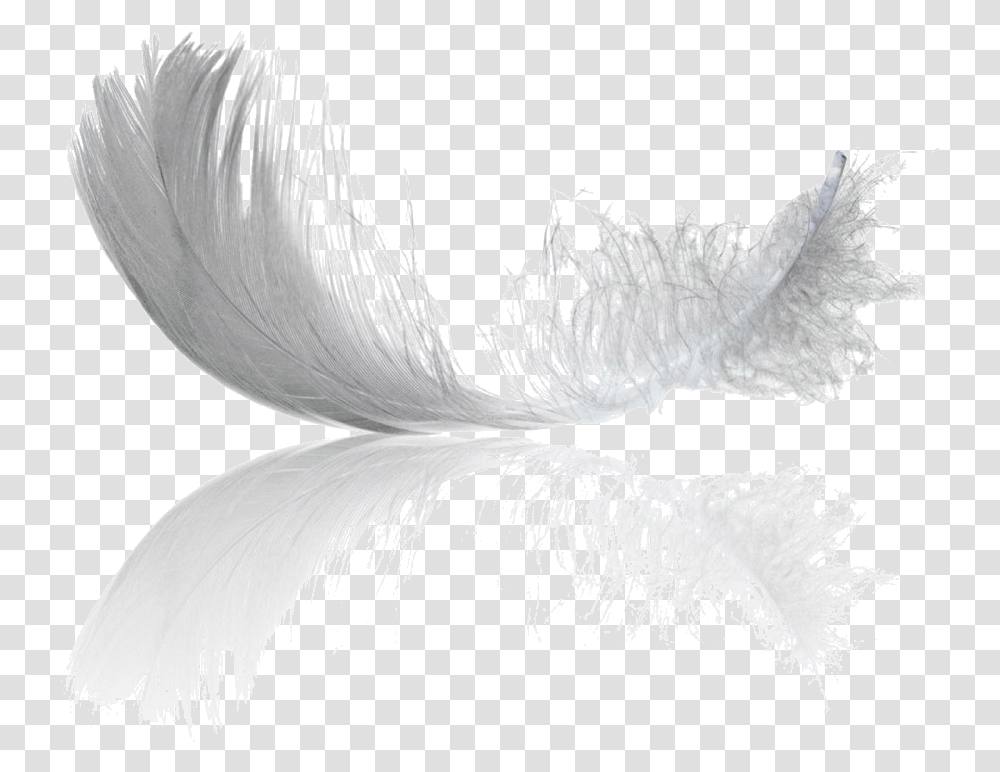 Black Feathers Monochrome, Bird, Pattern, Screen Transparent Png