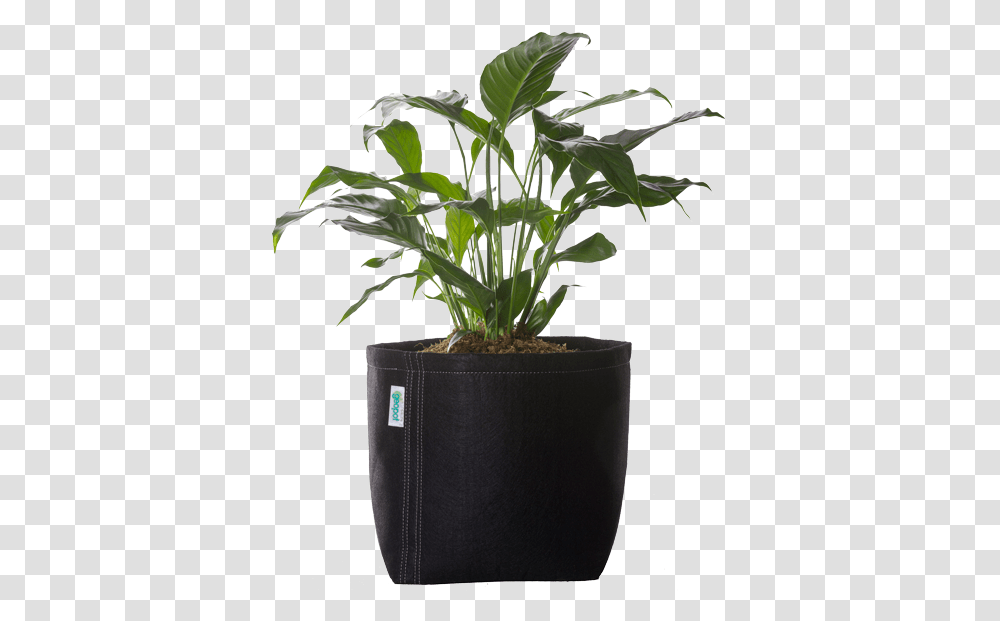 Black Flower Pot, Plant, Tree, Blossom, Leaf Transparent Png