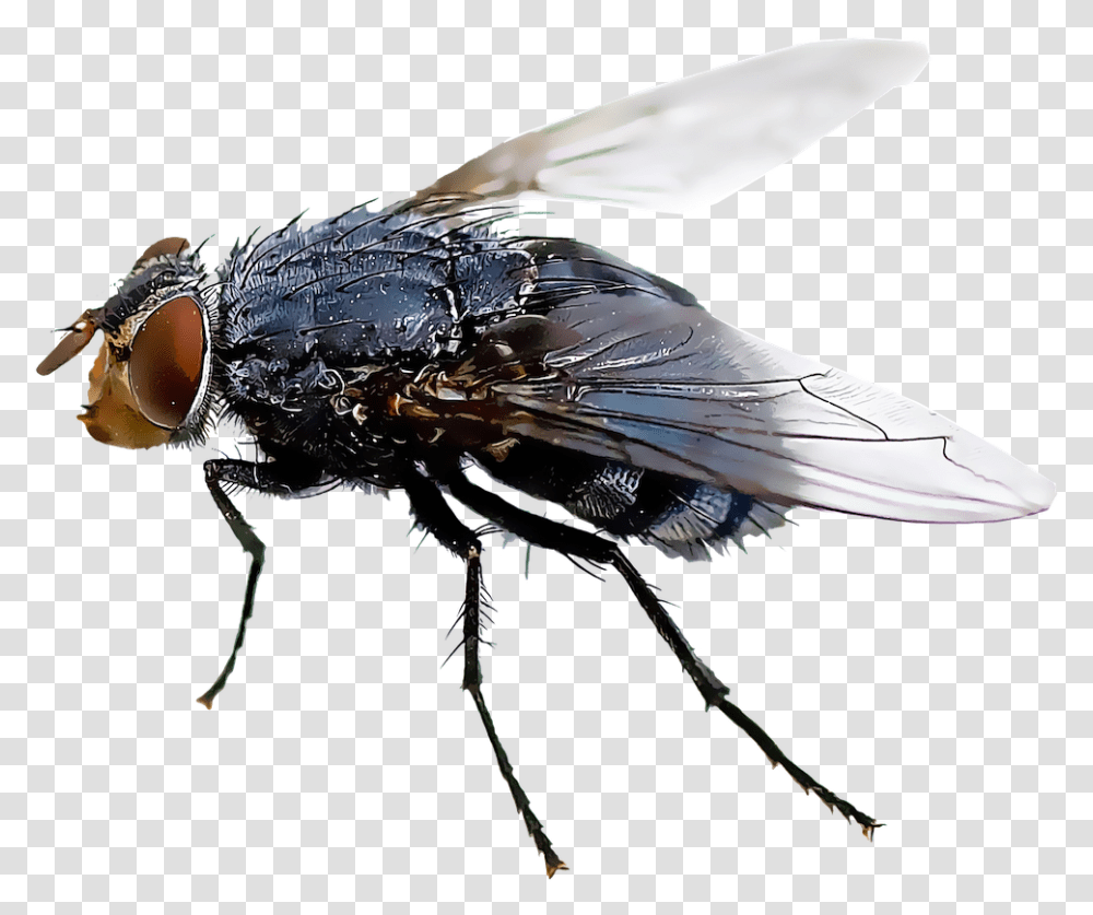 Black Fly Insect Mosquito Housefly House Fly Flies Background, Invertebrate, Animal, Asilidae, Bird Transparent Png