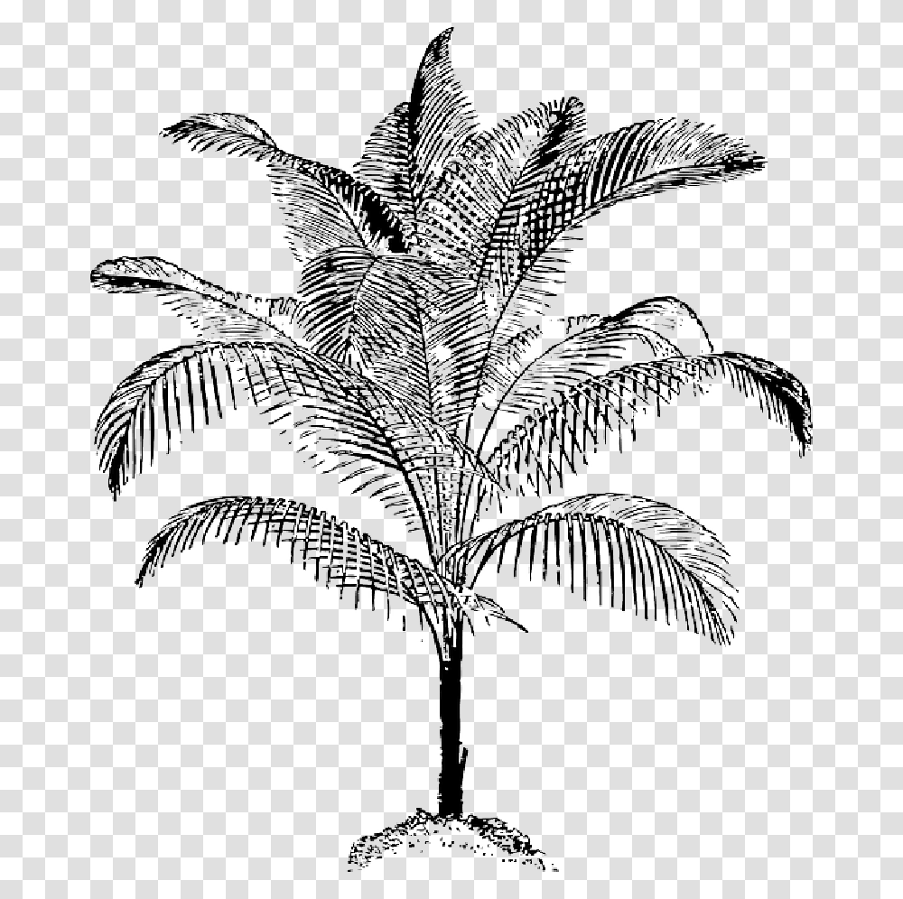 Black Food Fruit Outline Leaf Palm Tree White Palm Vector, Plant, Arecaceae, Bird, Animal Transparent Png