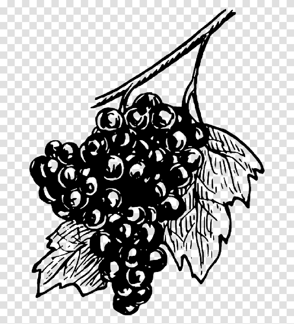 Black Food Fruit Wine Grapes Drawing White Free Grapes Sketch, Plant, Chandelier, Lamp, Outdoors Transparent Png