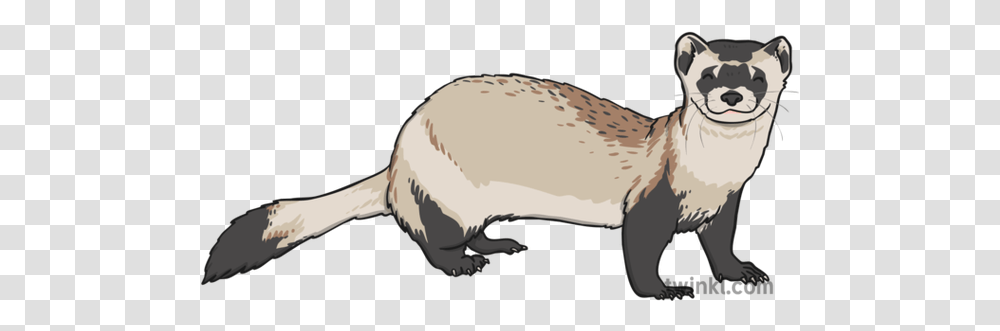 Black Footed Ferret 1 Illustration Weasel, Mammal, Animal, Wildlife, Sea Life Transparent Png