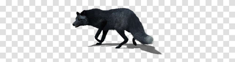 Black Fox Black Fox 3d, Animal, Mammal, Coyote, Wolf Transparent Png