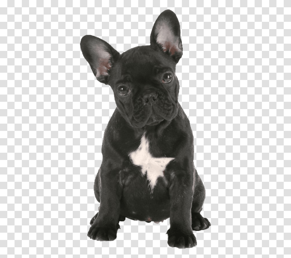 Black French Bulldog French Bulldog Background, Pet, Canine, Animal, Mammal Transparent Png