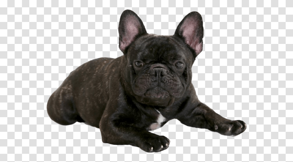 Black French Bulldog French Bulldog, Pet, Canine, Animal, Mammal Transparent Png