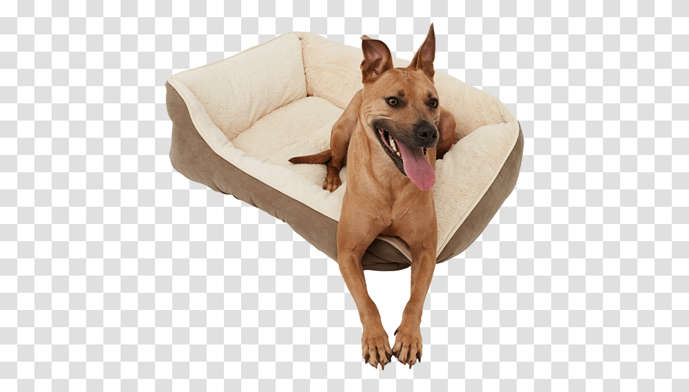 Black Friday Deals Frisco Pet Bed Dog Yawns, Furniture, Canine, Animal, Mammal Transparent Png