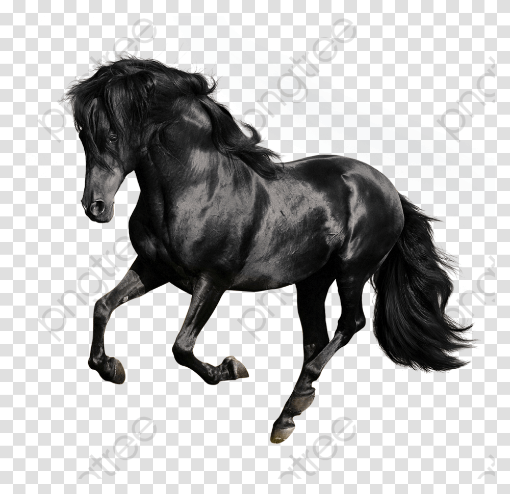 Black Galloping Horses Black Horse Galloping Horse Black Horse White Background, Andalusian Horse, Mammal, Animal, Stallion Transparent Png