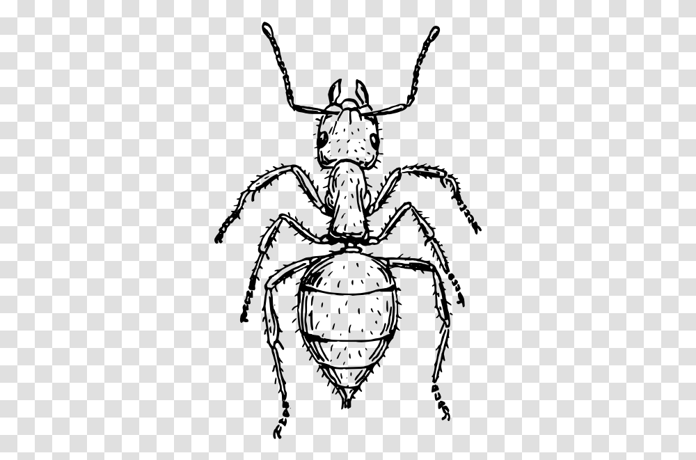 Black Garden Ant Insect Drawing Line Art Cc0 Insect Black And White, Gray Transparent Png
