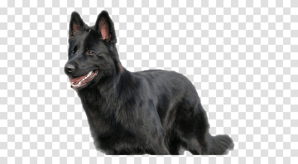 Black German Shepherd Background, Dog, Pet, Canine, Animal Transparent Png