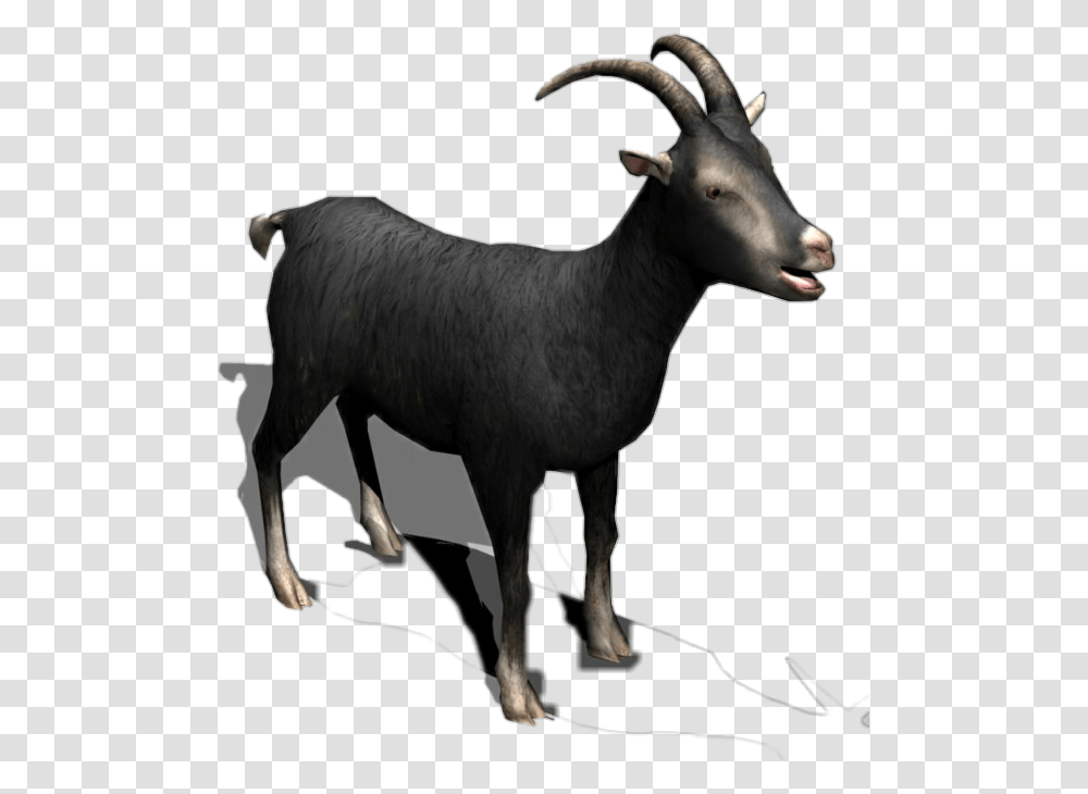 Black Goat Horns Milk Meat Cattle Sheep Eid Black Goat Hd Images, Cow, Mammal, Animal, Antelope Transparent Png