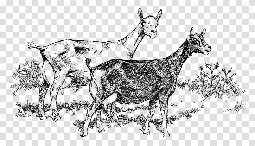 Black Goats Illustration, Deer, Wildlife, Mammal, Animal Transparent Png