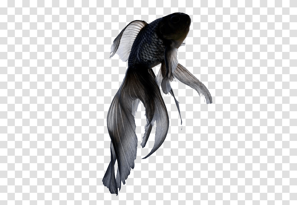 Black Goldfish, Bird, Animal, Flying, Waterfowl Transparent Png