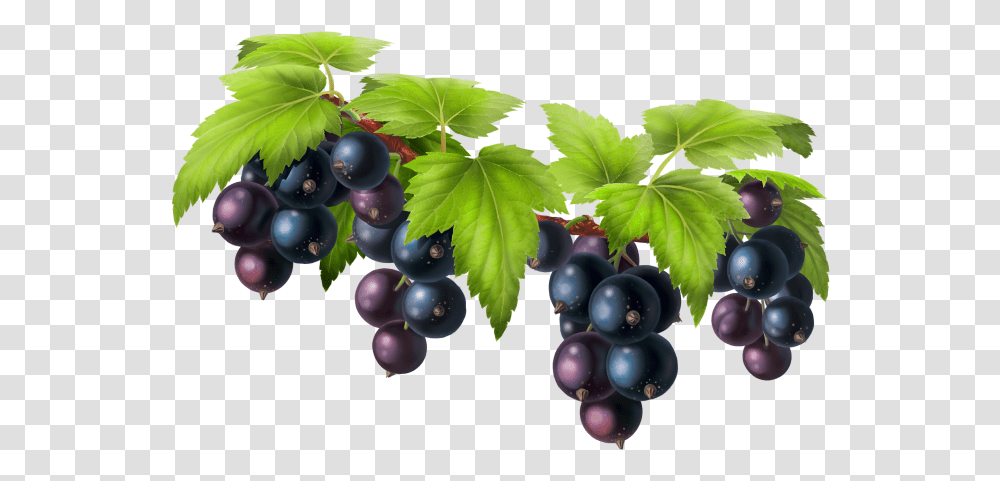 Black Grapes Grape, Plant, Fruit, Food, Blueberry Transparent Png