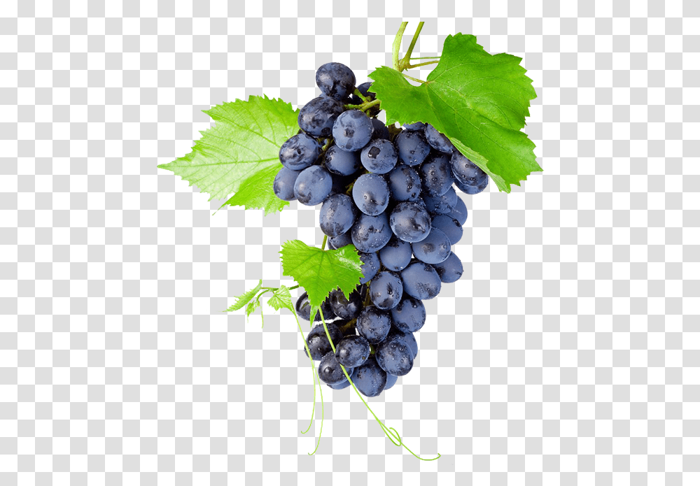 Black Grapes High Quality Image Bunch Of Grapes, Plant, Fruit, Food, Blueberry Transparent Png