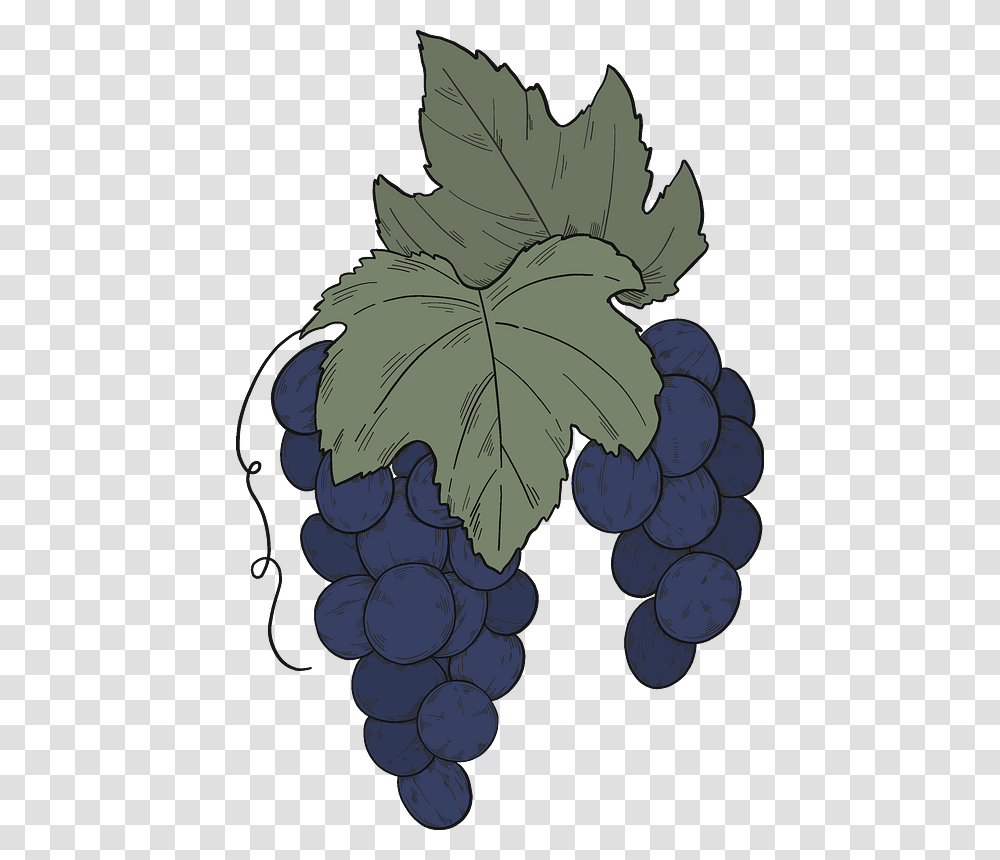 Black Grapes With Leaves Clipart Seedless Fruit, Plant, Food, Painting, Leaf Transparent Png