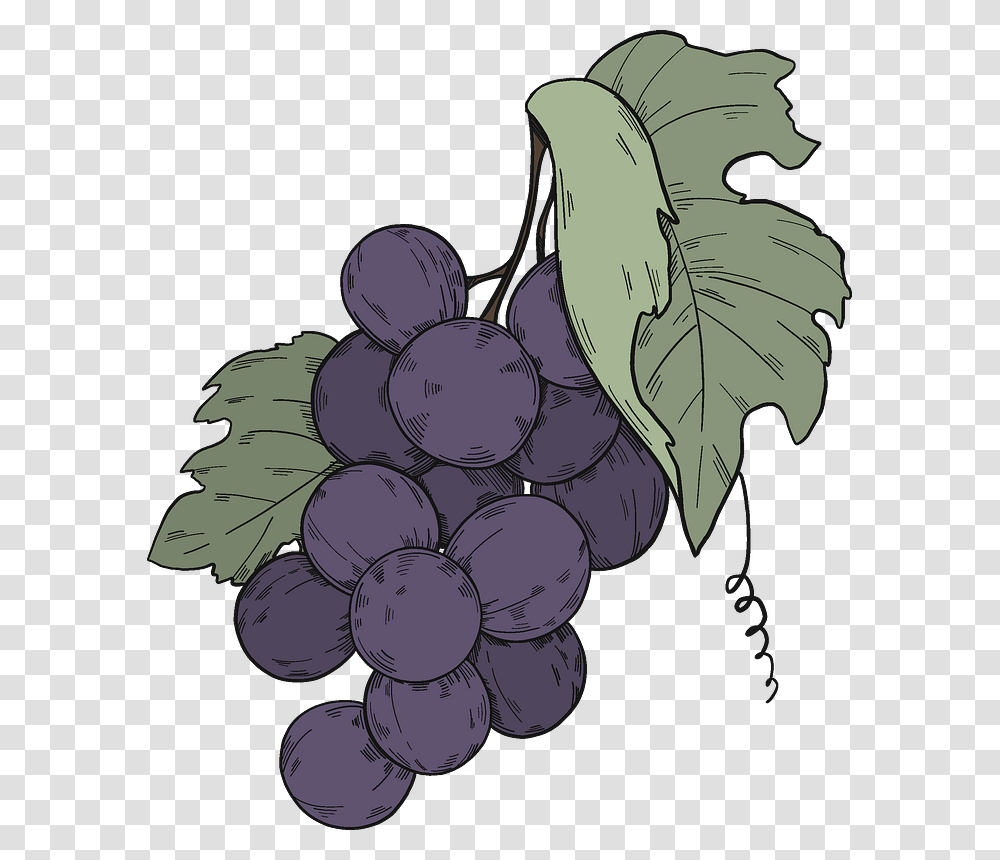 Black Grapes With Leaves Clipart Seedless Fruit, Plant, Food Transparent Png