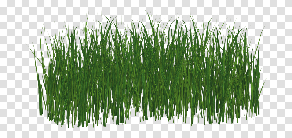 Black Grass, Plant, Lawn, Agropyron, Reed Transparent Png
