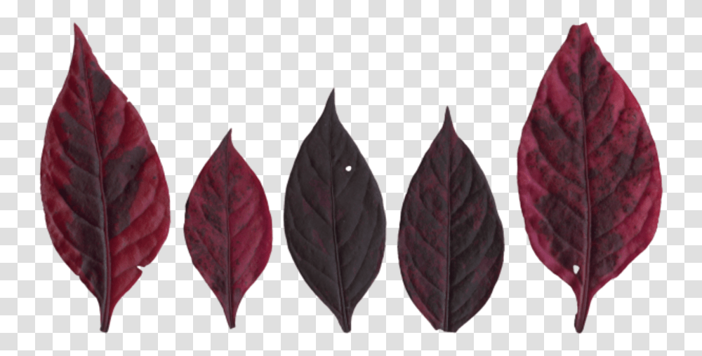 Black Gum, Leaf, Plant, Maroon, Pattern Transparent Png