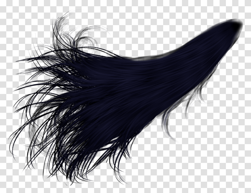 Black Hair, Bird, Animal, Cat, Lighting Transparent Png