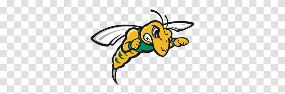 Black Hills State Yellow Jackets, Insect, Invertebrate, Animal, Wasp Transparent Png