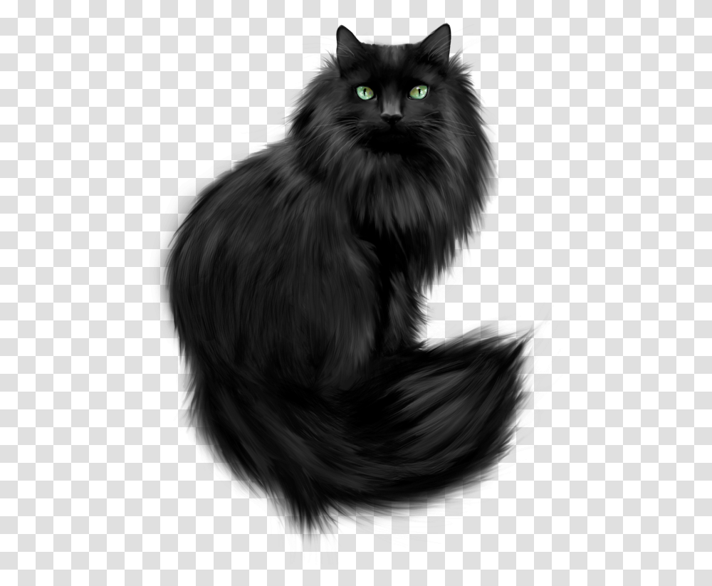Black Himalayan Persian Cat, Black Cat, Pet, Mammal, Animal Transparent Png