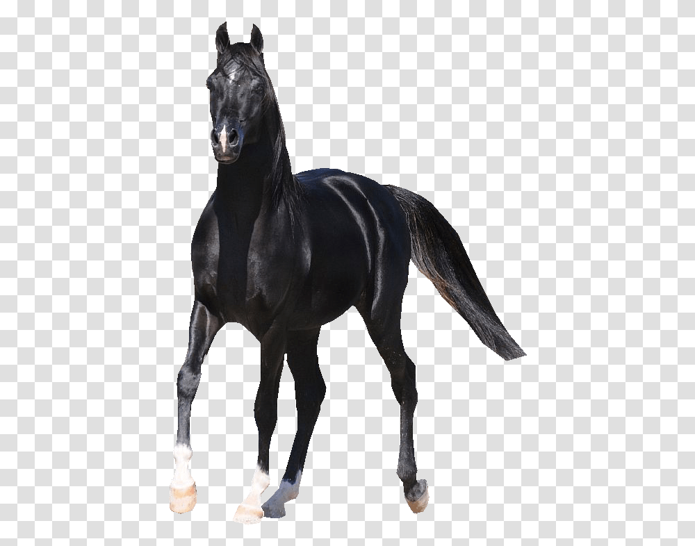 Black Horse Arabian, Mammal, Animal, Andalusian Horse, Stallion Transparent Png