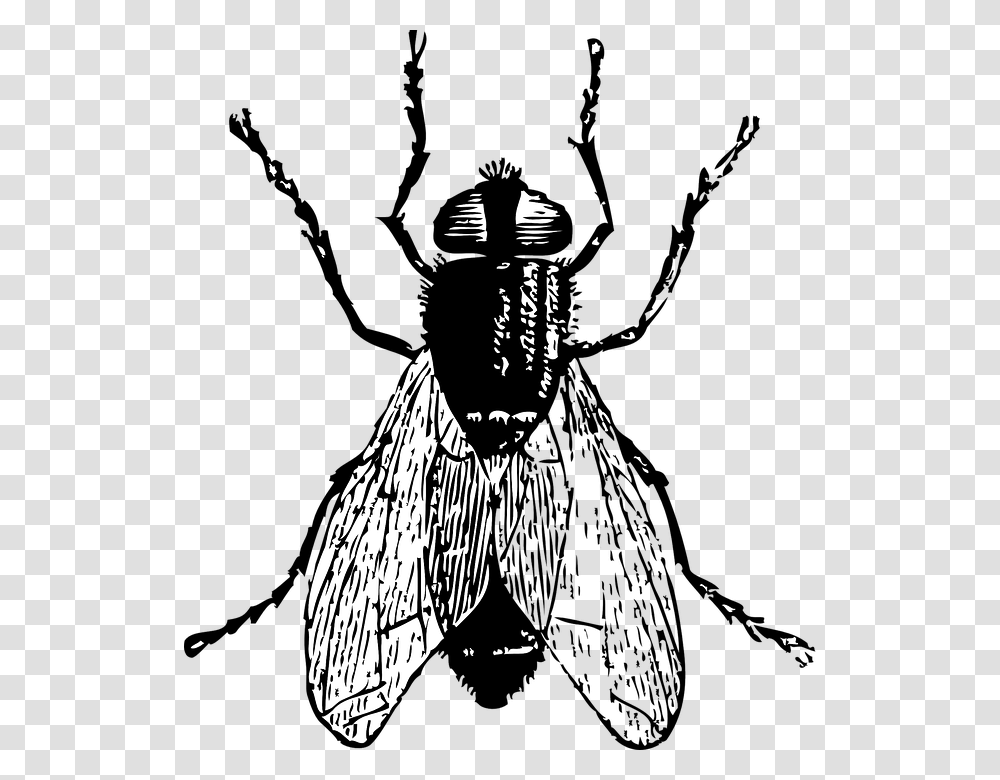 Black Horse Fly Clipart, Insect, Invertebrate, Animal, Person Transparent Png