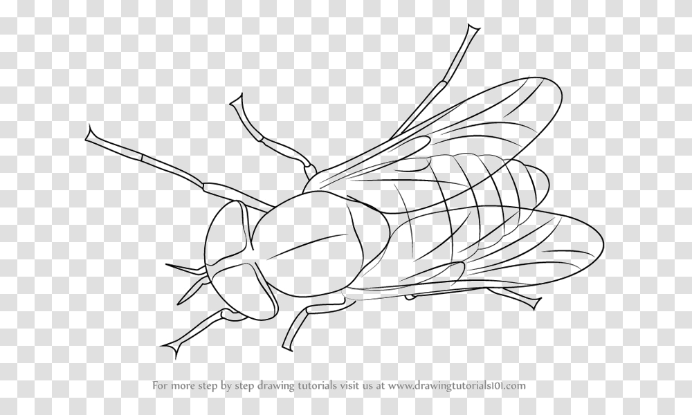 Black Horse Fly Rhinoceros Beetle Fly Clipart Black And White, Handwriting, Barbed Wire, Outdoors Transparent Png
